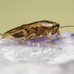 German cockroach up close