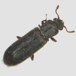 A close up image of a powder post beetle