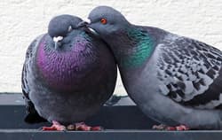 Two Pigeons grooming each other.