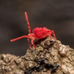 clove mite in the dirt