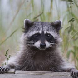 A close up image of a raccoon facing the camera with leaves in the background