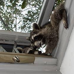 A raccoon climbing an open window