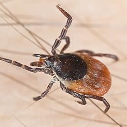 Deer tick crawling along the arm of a Hartford, Connecticut resident.