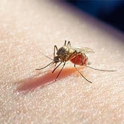 A small and sneak mosquito biting on the bare leg skin of a new England resident
