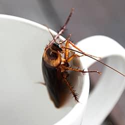 Cockroach crawling in a cup.