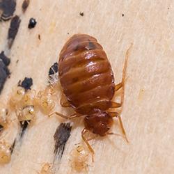 A bed bug is laying its offspring on the ground