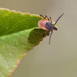 Deer tick on the tip of a green leaf.