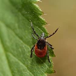 A red deer tick with a black head and legs crawling along a vibrant green leaf on a new england yard