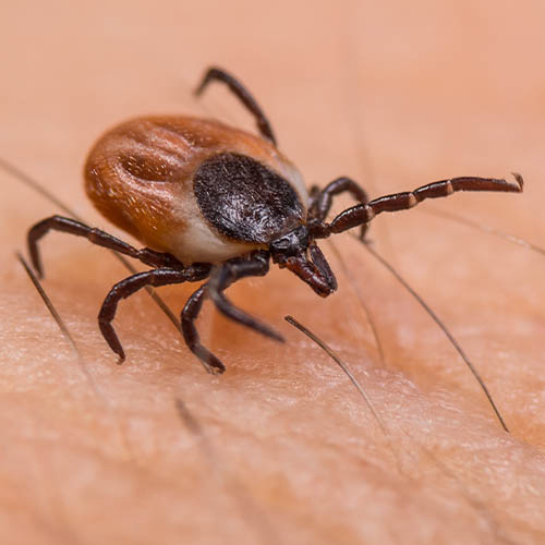 A close up image of a tick with its head inside the skin