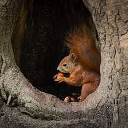 A squirrel inside a tree