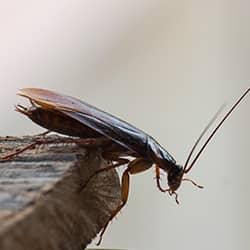 A cockroach on the corner of a wood