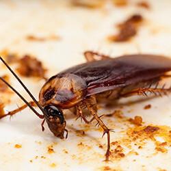 American cockroach on unclean plate