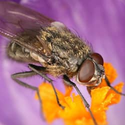 Cluster fly on flower