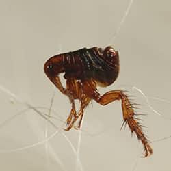 A close up image of a flea