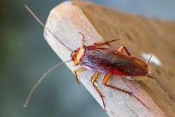 Cockroach crawling on a cutting board.