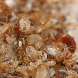 Group of bed bugs on a surface area