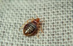 Bed bug crawling on burlap.