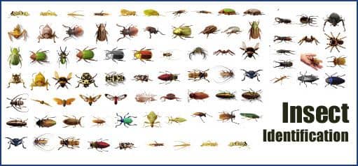 Identifying some of the most common pests we deal with.