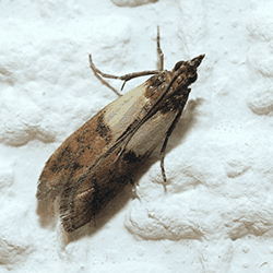 A close up image of an Indian meal moth on top of flour