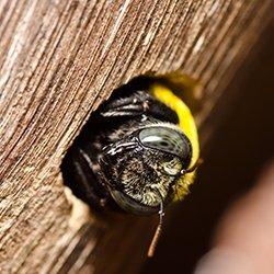 Carpenter bee chewing through wood.