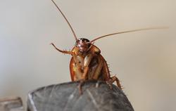 A close up image of a cockroach on a stone