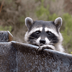A raccoon peeking, only showing its face