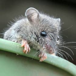 A close up image of a mice