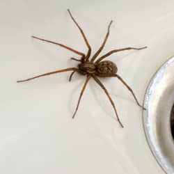 House spider crawling in a sink.