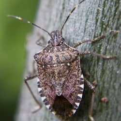 Stink bug crawling in Springfield, Massachusetts.
