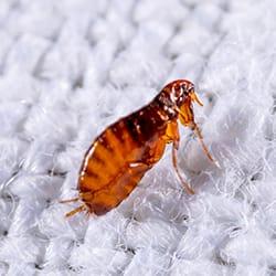 Flea crawling on a rug.