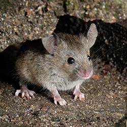 Mouse on the ground.