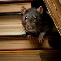 A black rat crawling out of a stair's side opening