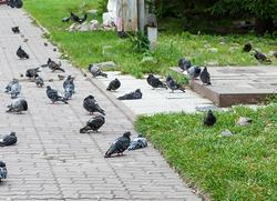 A group of pigeons on a cement ground near grass