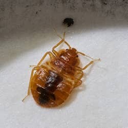 bed bug crawling on bed