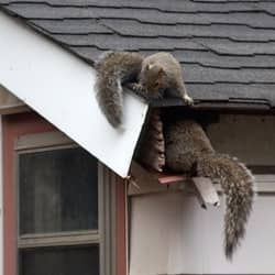 Squirrels crawling inside the gutter of a roof