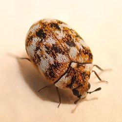 Carpet beetle on a pink surface