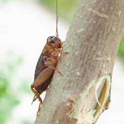 Cricket on a tree.