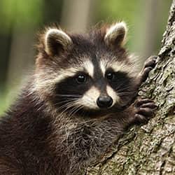 A raccoon on a tree