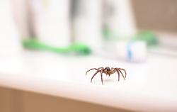 A spider crawling on a counter top