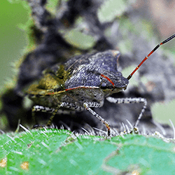 Tips For Avoiding Common Fall Pests