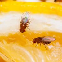 Fruit Flies eating fruit.