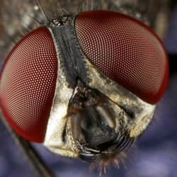 A close up image of a housefly's head