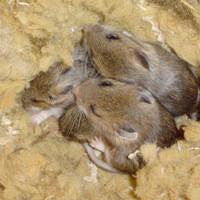 A group of mice laying on the ground