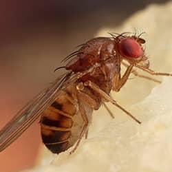 Fruit fly eating fruit.