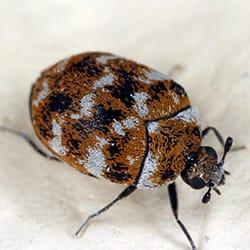 A close up image of a carpet beetle