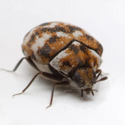 Carpet Beetle