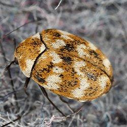 An up close image of a carpet beetle