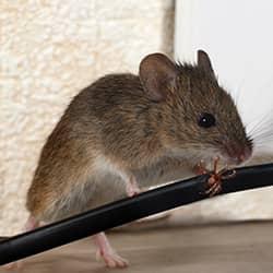 Mouse chewing on an electrical cord.