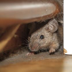 A mice hiding under a chair surrounded by dust