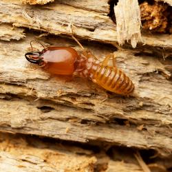 A swarm of growing termites tunneling through a wooden structure on a Hartford Connecticut property